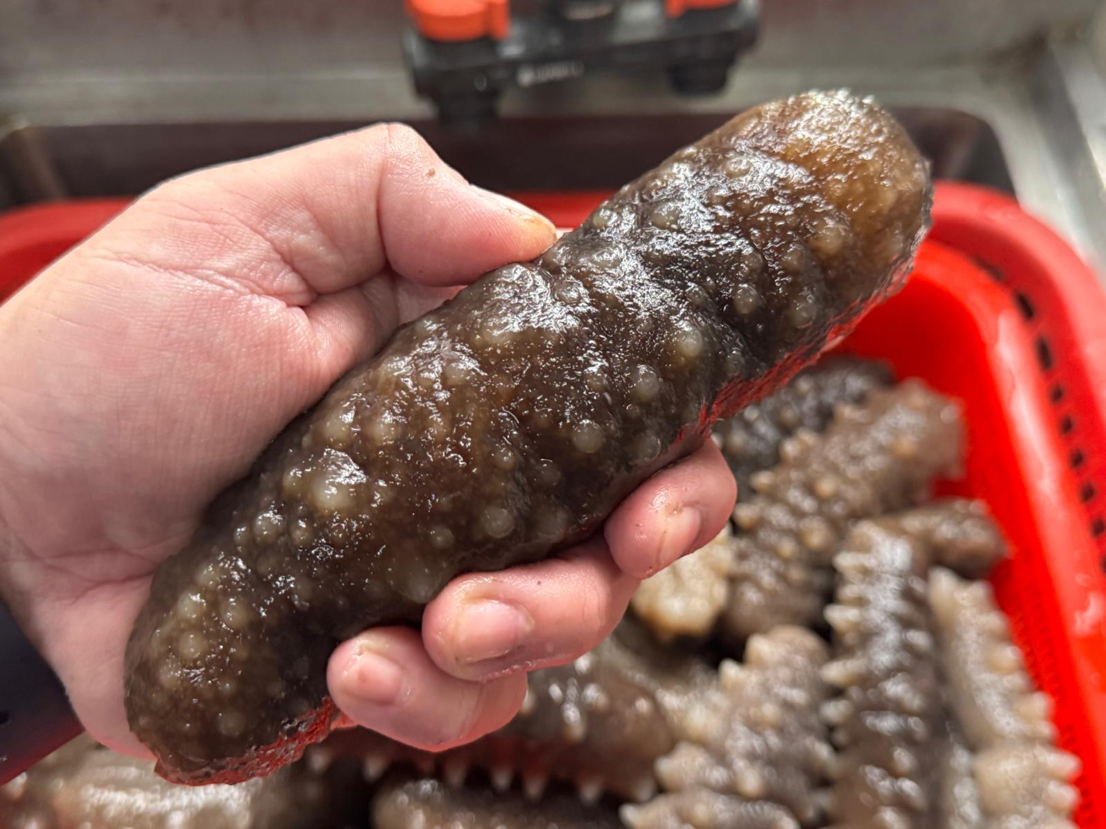 浸發日本特級關西海參 (特大) (3條) - 鮑饌