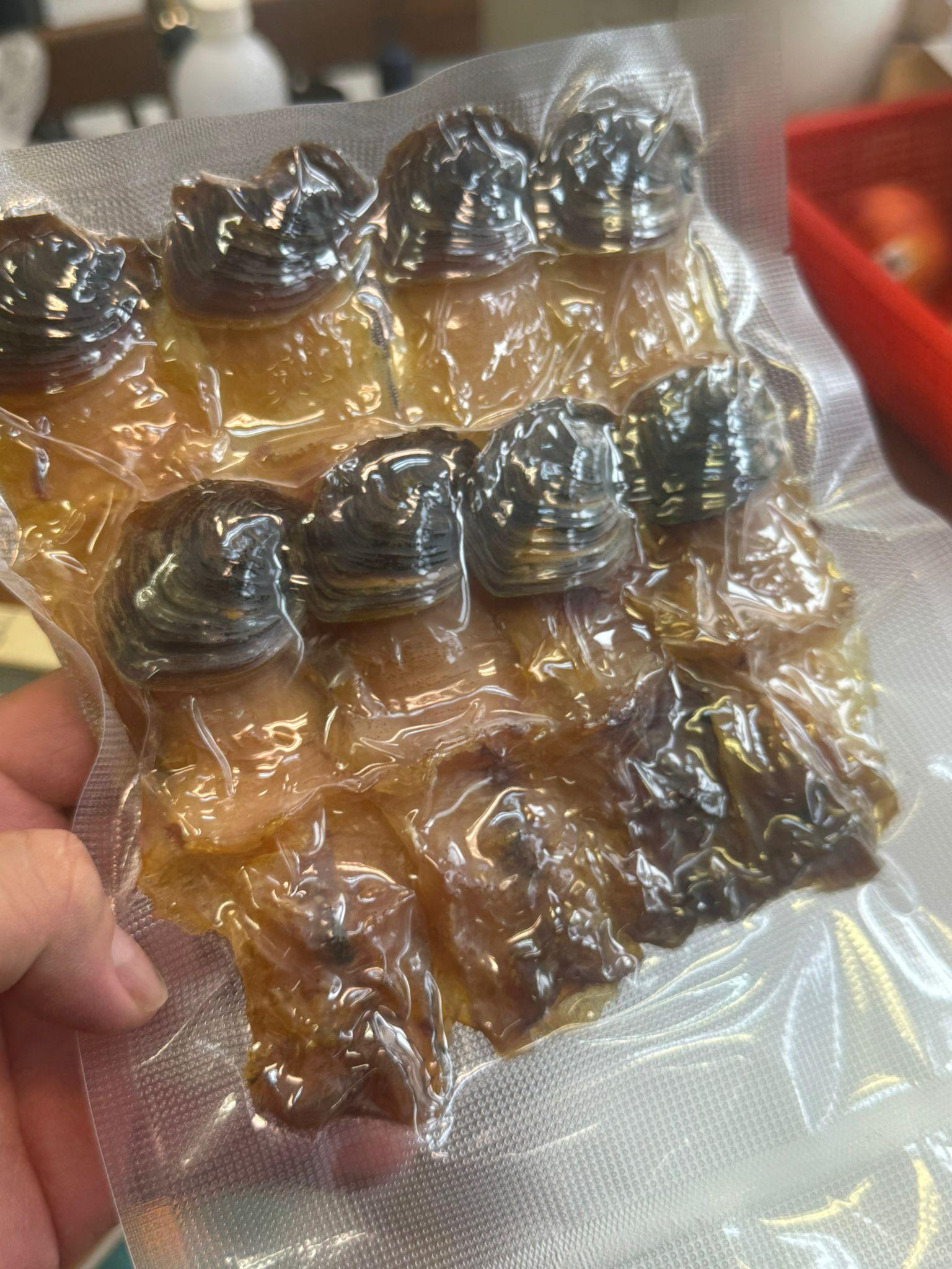 美國加大原隻響螺頭